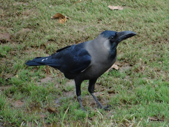 Indian Crow